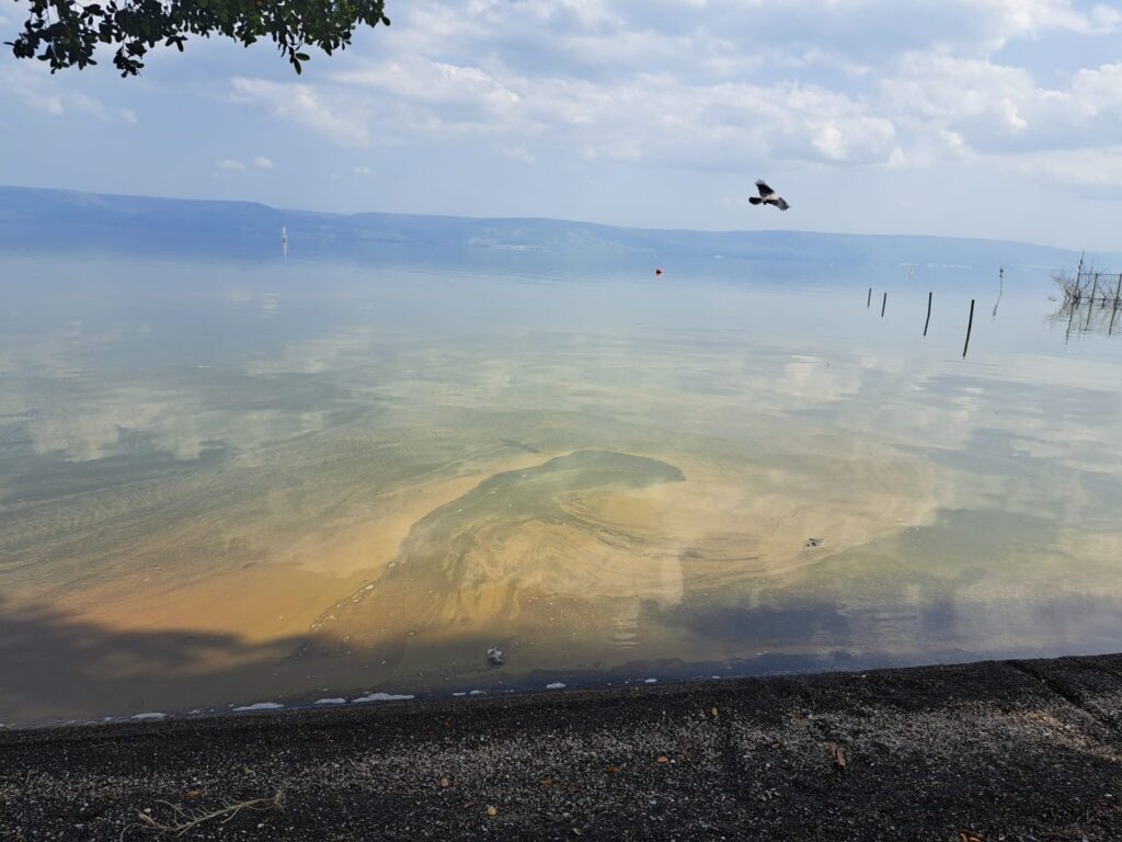 Heat-surviving cyanobacteria switch to respiration when photosynthesis falters, 48-hour test reveals Heat-surviving cyanobacteria switch to respiration when photosynthesis falters, 48-hour test reveals