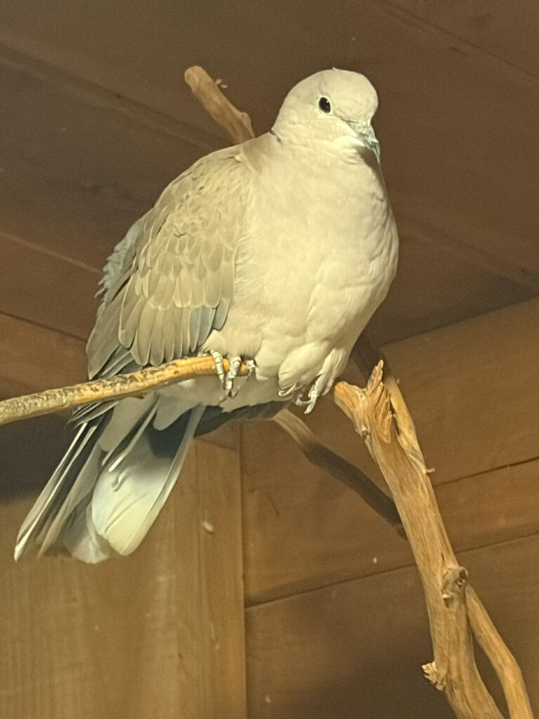  NPR meets My Telepathic Bird Lily b, part 1 by Sara Wright – Feminism and Religion