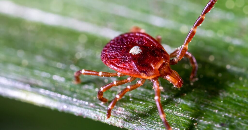 More people than thought may be at risk for red meat allergy caused by ticks More people than thought may be at risk for red meat allergy caused by ticks
