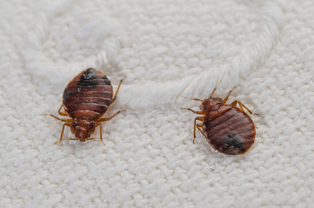 These Popular US Destinations Ranked Among The Worst For Bed Bugs In 2026 These Popular US Destinations Ranked Among The Worst For Bed Bugs In 2026