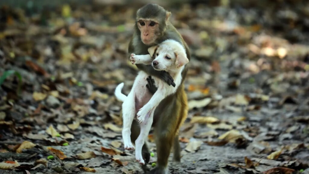 Monkeys sometimes have 'pets' like humans