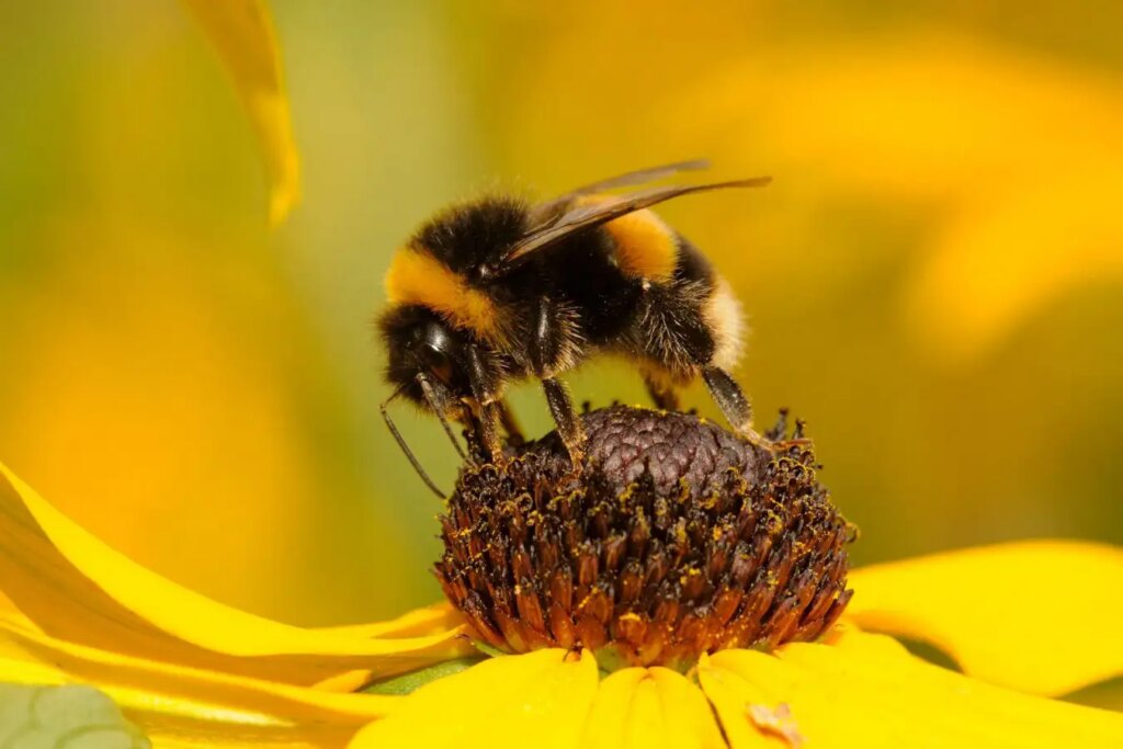 Bumblebee facial movements give clues to their inner lives Bumblebee facial movements give clues to their inner lives