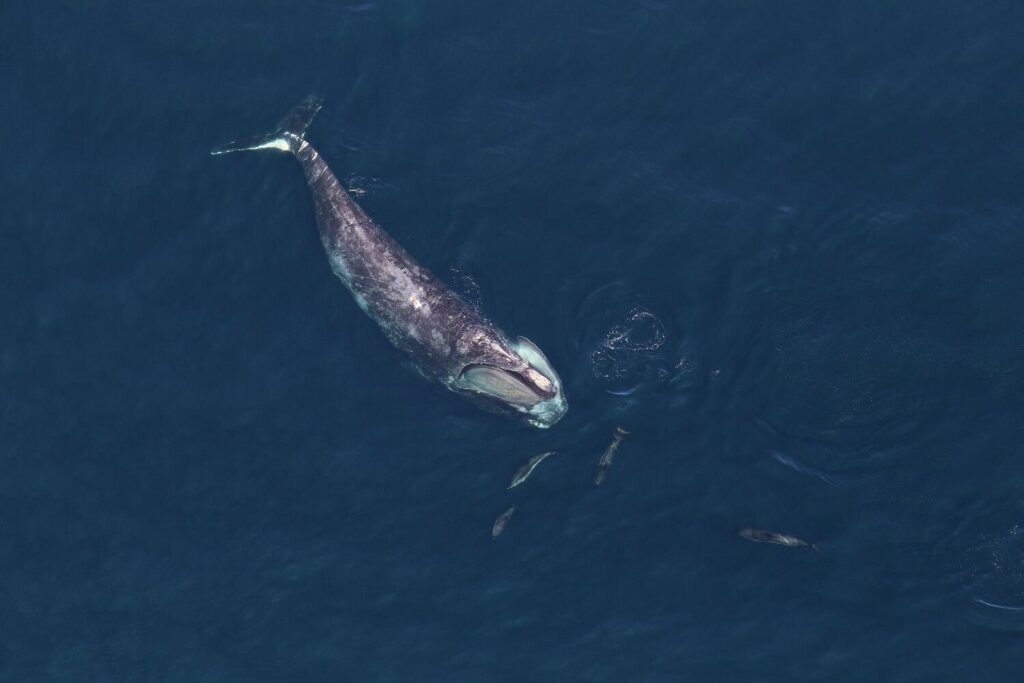 Speed Limits for Ships Protect Endangered Right Whales From Vessel Strikes. Could the Animals Survive Without Them? Speed Limits for Ships Protect Endangered Right Whales From Vessel Strikes. Could the Animals Survive Without Them?