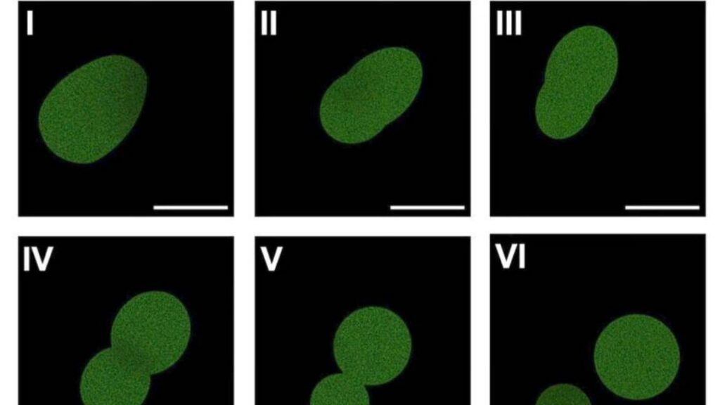 Artificial cell manages a few rounds of cell division A series of images with a black background and greenish ovals in each. In many cases, the ovals are pinching off to form two smaller ovals.