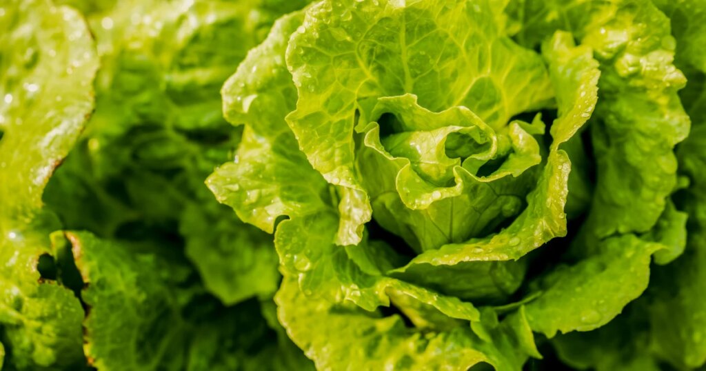 Michigan lifts lettuce warning as state’s cyclosporiasis cases fall Michigan lifts lettuce warning as state’s cyclosporiasis cases fall