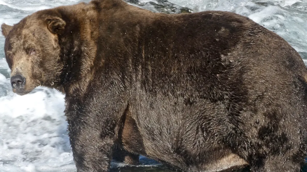 New Fat Bear Week children’s book turns Katmai’s famous bears into wrestlers New Fat Bear Week children’s book turns Katmai’s famous bears into wrestlers