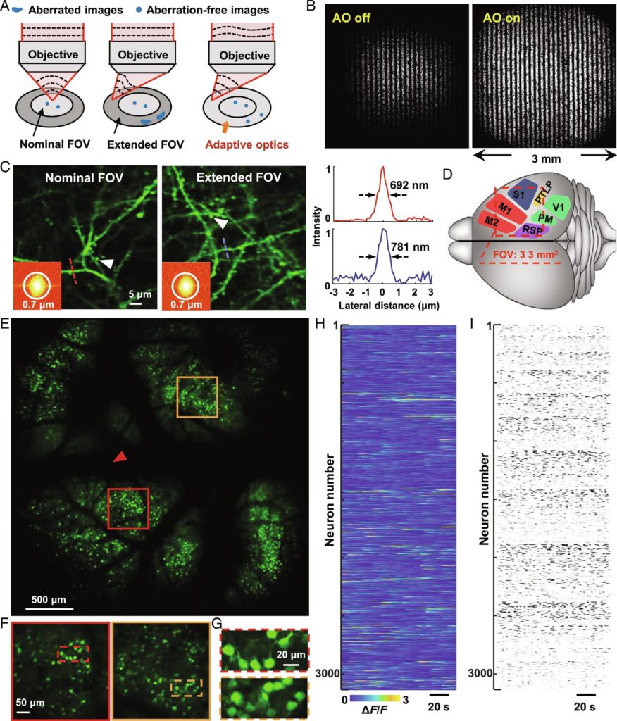 Large-FOV, dual-region, two-photon fluorescence lifetime imaging microscopy (LD-2P-FLIM) for multiparameter and quantitative brain function imaging