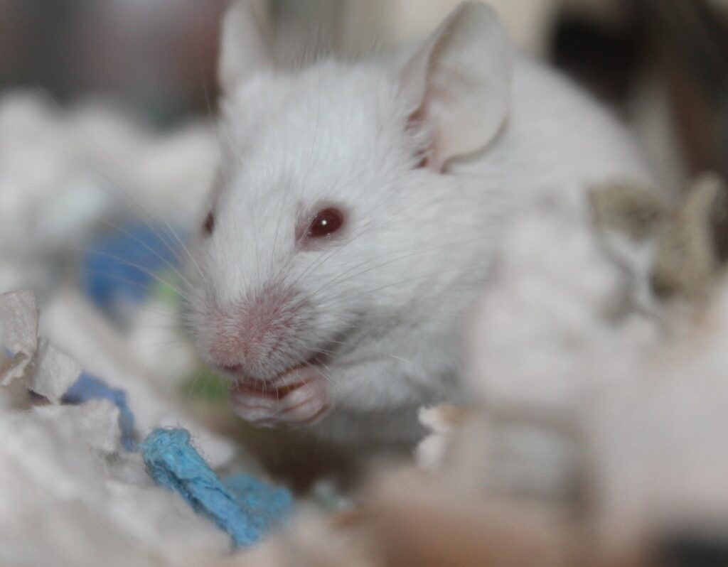 Mice bred to run three times farther show no fertility or lifespan cost Mice bred to run three times farther show no fertility or lifespan cost