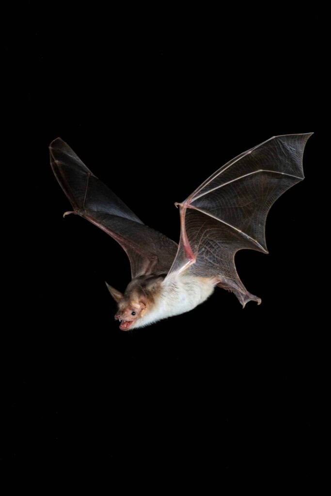 Bat In Snellville Area Tests Positive For Rabies Bat In Snellville Area Tests Positive For Rabies