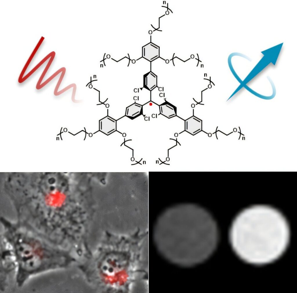 New metal-free molecules glow deep red in water and boost MRI contrast in test images New metal-free molecules glow deep red in water and boost MRI contrast in test images