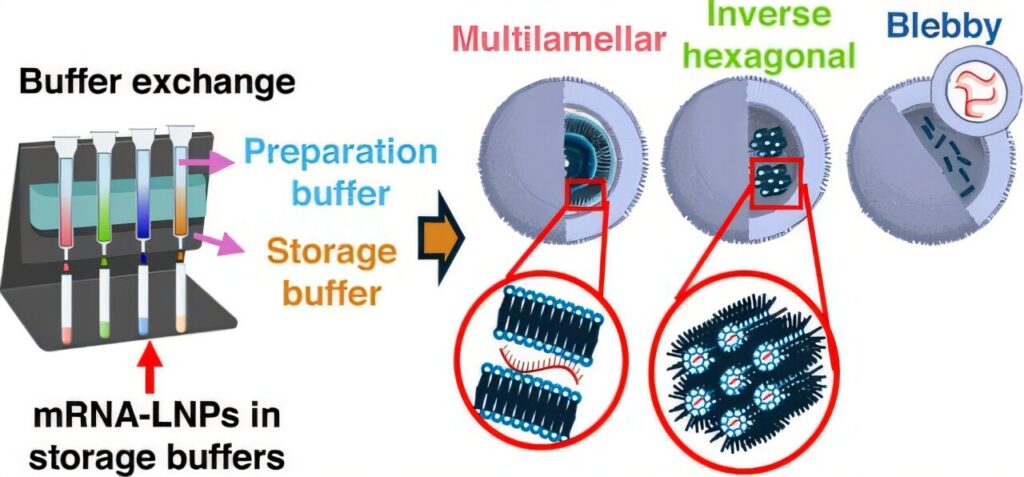 Freezing threatens mRNA delivery, but Tris buffer helps nanoparticles retain their potency Freezing threatens mRNA delivery, but Tris buffer helps nanoparticles retain their potency