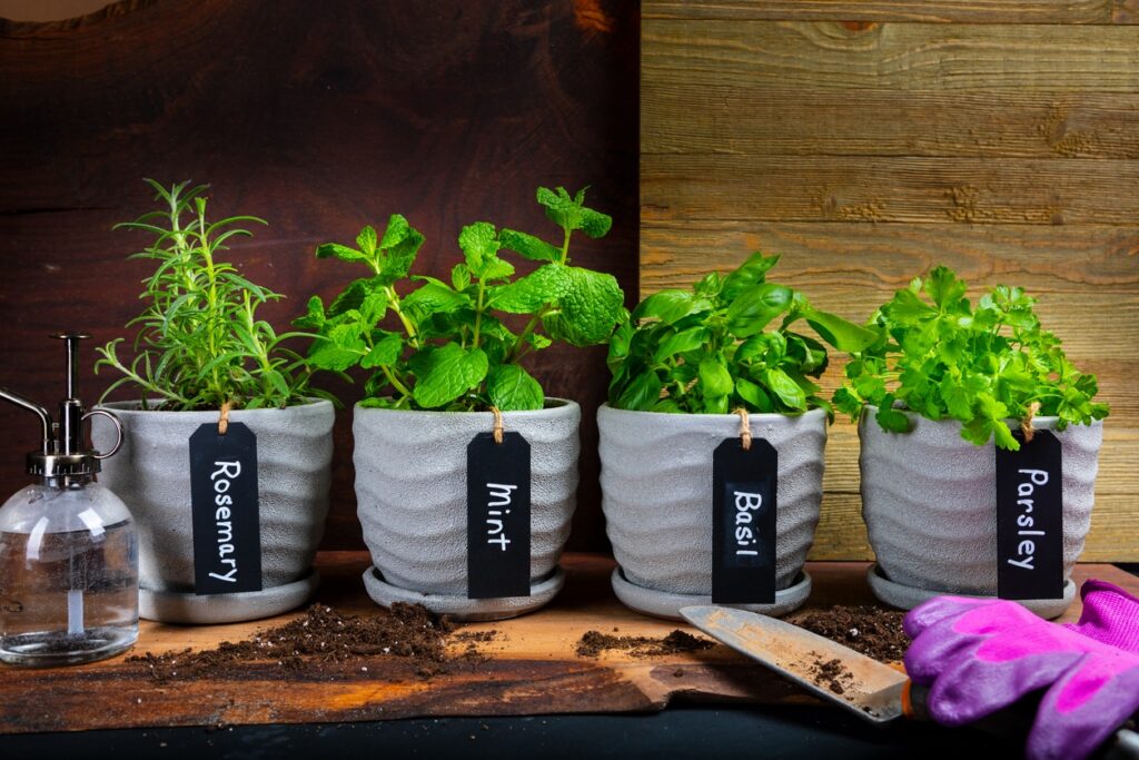 Tips for Growing Herbs at Home for Cooking Variety of Indoor Herb Plant Garden in Flower Pots on a table