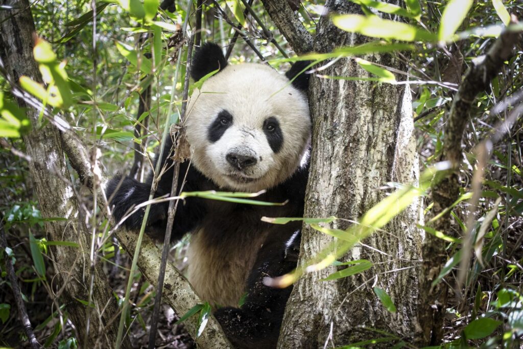 These 15 Adorable Photos of Pandas Will Make You Want to Visit the Zoo Immediately