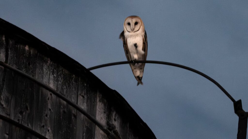 A rare family of barn owls moved into Manhattan. New Yorkers are captivated A rare family of barn owls moved into Manhattan. New Yorkers are captivated